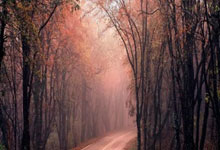 RealMadrid免费最新(求电影real)